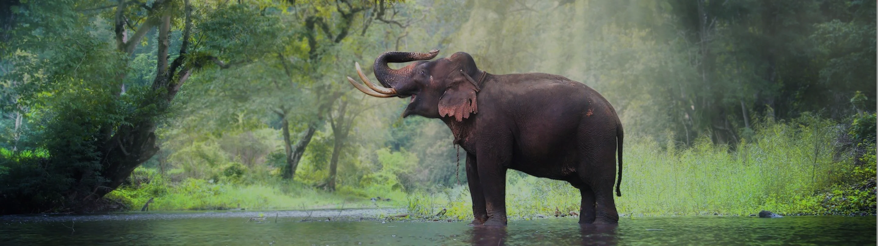 Подарочный сертификат в СПА Золотое Солнце